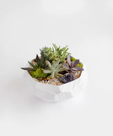 We plant a fresh, locally grown succulents in a low, modern white container. 