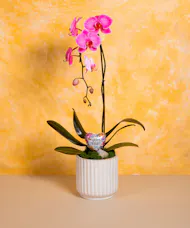Mom's Orchid - Deluxe
