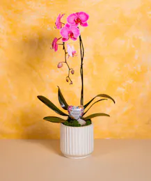 Mom's Orchid - Deluxe
