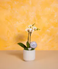 Mom's Orchid - Standard