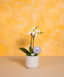 Mom's Orchid - Standard