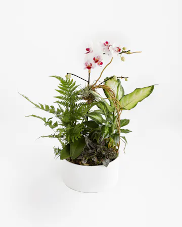 A phalaenopsis orchid doubled as a work of art, this orchid planter features intricate curly willow design, fresh plants and ferns planted in a white ceramic container. 