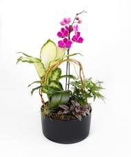 Mother Earth's Orchid Planter - Standard