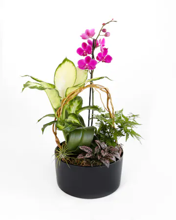 A phalaenopsis orchid doubled as a work of art, this orchid planter features intricate curly willow design, fresh plants and ferns planted in a white ceramic container. 