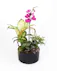A phalaenopsis orchid doubled as a work of art, this orchid planter features intricate curly willow design, fresh plants and ferns planted in a white ceramic container. 