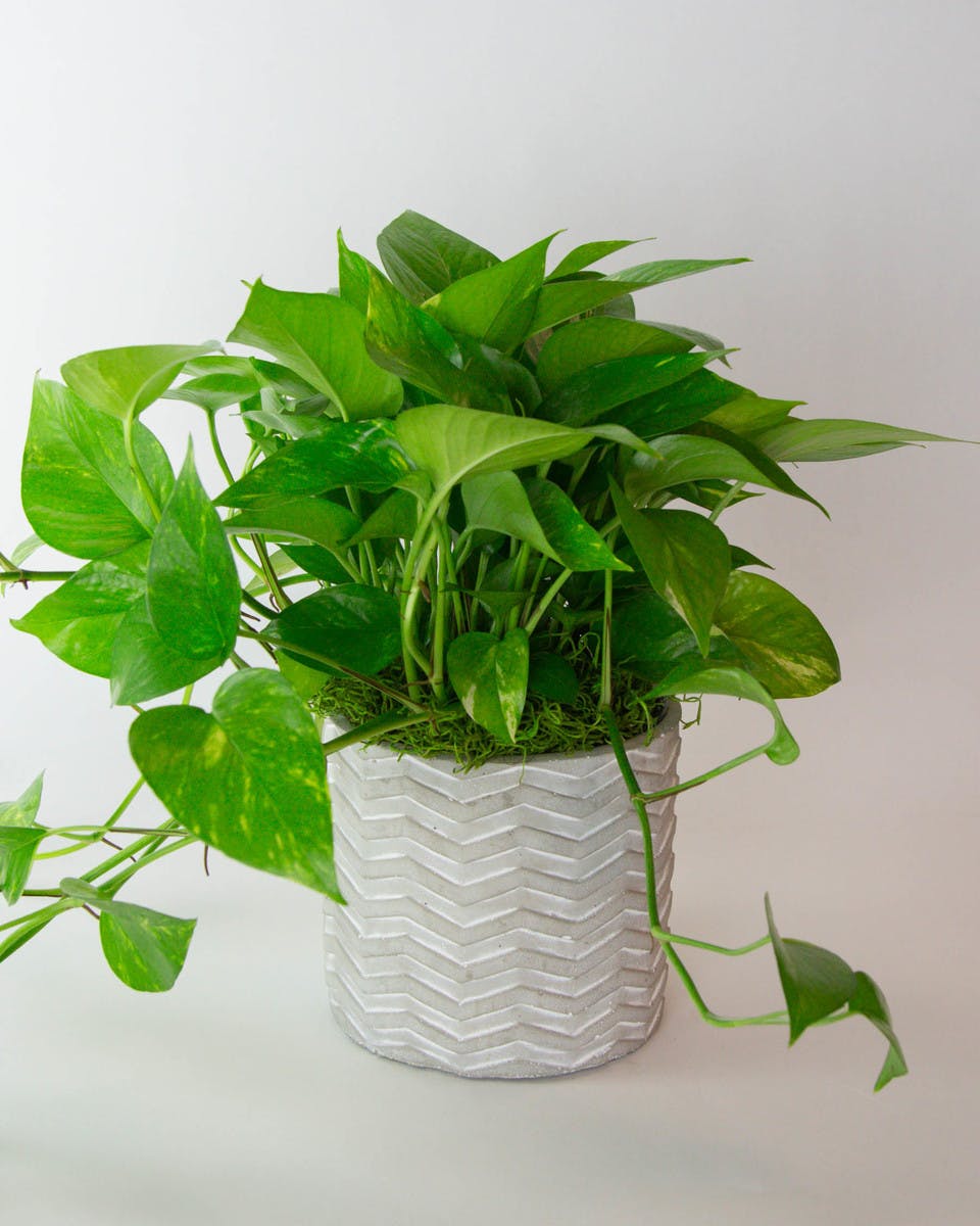 Pothos Houseplant | In Bloom Florist | Orlando + Lake Mary, FL | Same ...