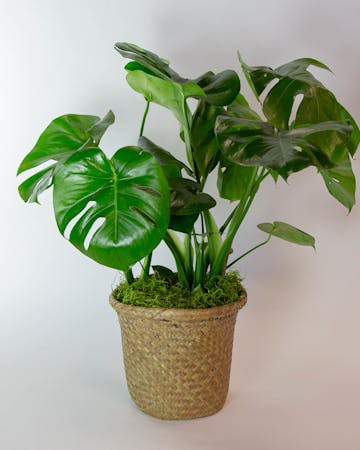 Monstera Plant In Bloom Florist Orlando Lake Mary Fl Same Day Delivery