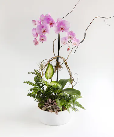 A phalaenopsis orchid doubled as a work of art, this orchid planter features intricate curly willow design, fresh plants and ferns planted in a white ceramic container. 