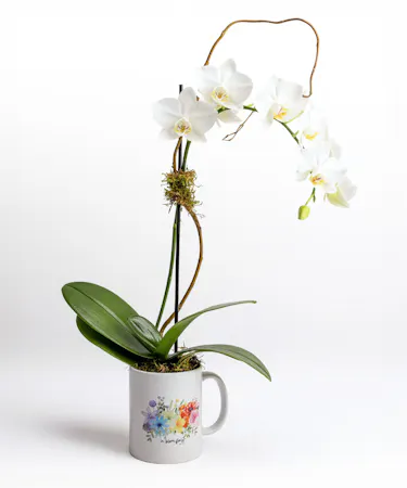 Elevate your indoor greenery game with these adorable plant arrangements, perfectly nestled within stylish ceramic mugs. 