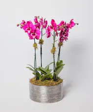 Orchid Classic