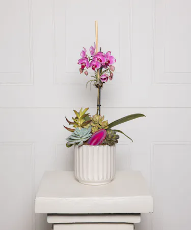 Money Tree pant in a stone head planter that can be reused.