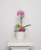 Money Tree pant in a stone head planter that can be reused.