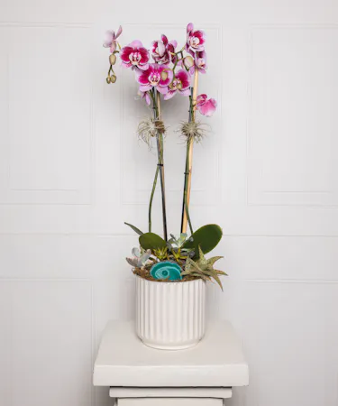 Money Tree pant in a stone head planter that can be reused.