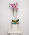 Money Tree pant in a stone head planter that can be reused.