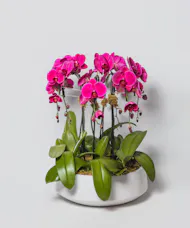 Orchid Grandeur