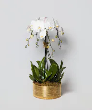 Orchid Luxe