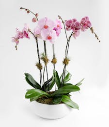 Orchid Luxe