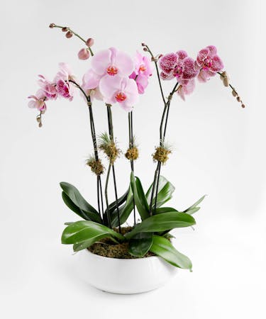 Orchid Luxe