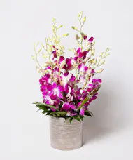 Orchid Oasis