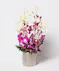 This arrangement includes stunning dendrobium orchids in a vase with exotic greenery.