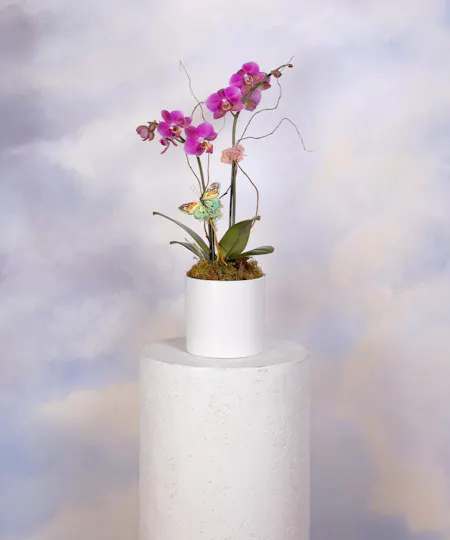 Orchids