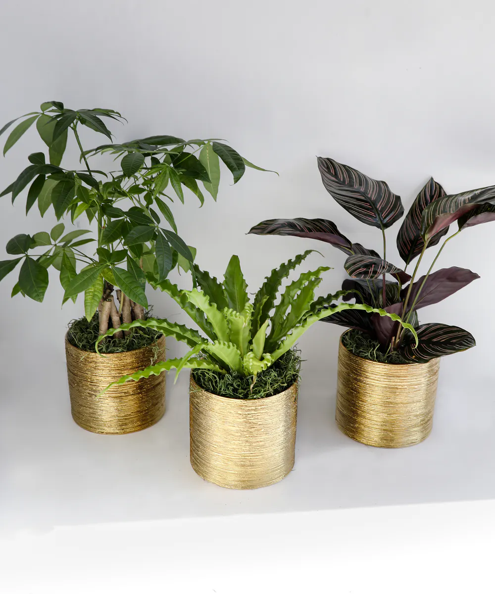 Houseplants for Delivery In Bloom Florist Orlando + Lake Mary, FL