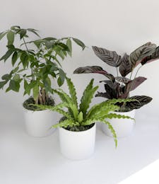 Pet Friendly Plant Trio