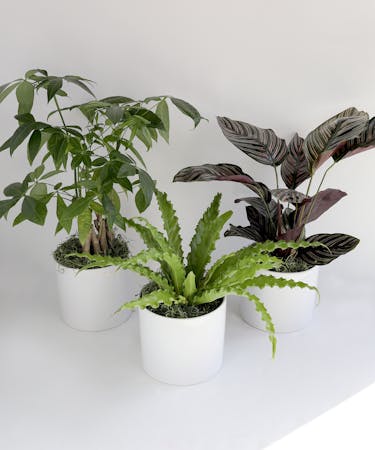 Pet Friendly Plant Trio
