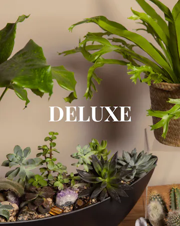 Save 20% and enjoy the convenience of pre-scheduled plant deliveries with a plant subscription and free delivery!