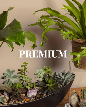 Save 20% and enjoy the convenience of pre-scheduled plant deliveries with a plant subscription and free delivery!