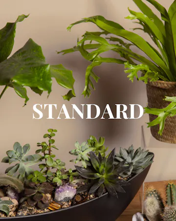 Save 20% and enjoy the convenience of pre-scheduled plant deliveries with a plant subscription and free delivery!