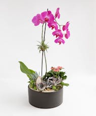 Lavish Orchid + Succulent Planter - Deluxe