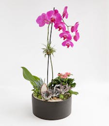 Lavish Orchid + Succulent Planter - Deluxe