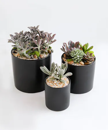 In this set, we include a matching trio of a 4 inch, 5 inch, and 6 inch potted succulents.