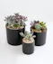 In this set, we include a matching trio of a 4 inch, 5 inch, and 6 inch potted succulents.
