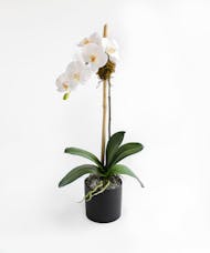 Everlasting Orchid
