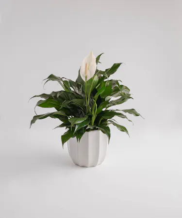 Comfort Planter Delivery Orlando - Sympathy Plant Delivery