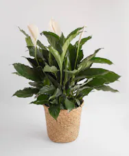 Spathiphyllum Plant