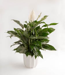 Peace Lily in Ceramic Planter