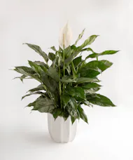Peace Lily in Ceramic Planter