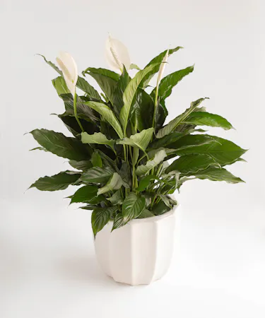 Comfort Planter Delivery Orlando - Sympathy Plant Delivery