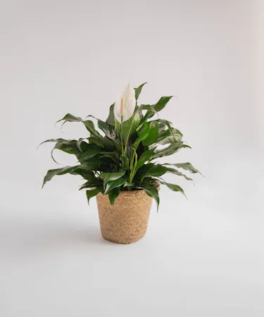 Spathiphyllum Plant Delivery Orlando (FL) In Bloom Florist