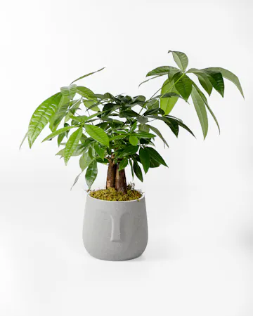 Money Tree pant in a stone head planter that can be reused.