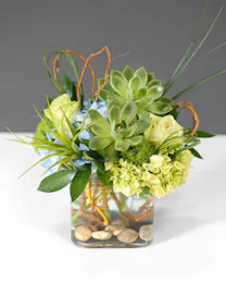 Stylish Succulents