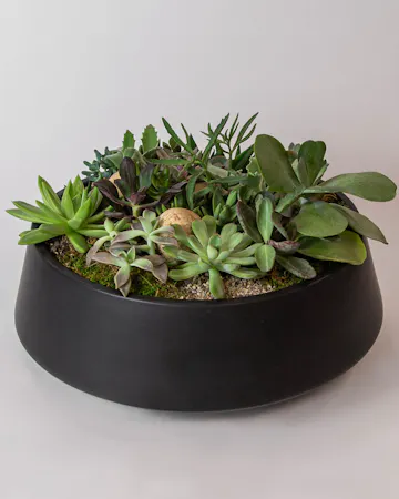 This large succulent garden features eight varieties of succulents, carefully designed with moss and pebbles in a sleek matte black large ceramic container. 