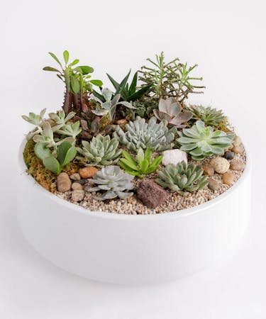 Large Succulent Garden | In Bloom Florist | Orlando, FL | Same-Day Delivery