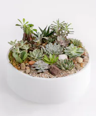 Succulent Oasis