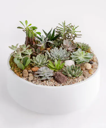 This large succulent garden features eight varieties of succulents, carefully designed with moss and pebbles in a sleek matte black large ceramic container. 