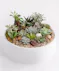 This large succulent garden features eight varieties of succulents, carefully designed with moss and pebbles in a sleek matte black large ceramic container. 