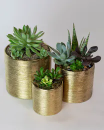 Succulent Trio